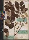 Foto von Salix caprea L.